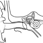 Ear anatomy drawing