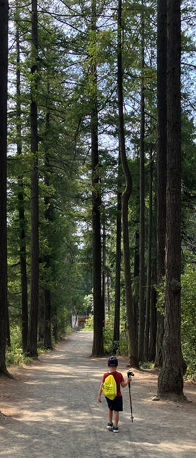 Boy walking path in tall trees